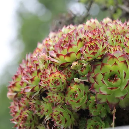 Bella Piemonte 3* Ницца-Монферрато